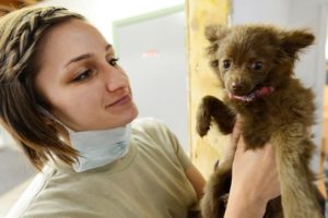 Puppy with Veterinarian