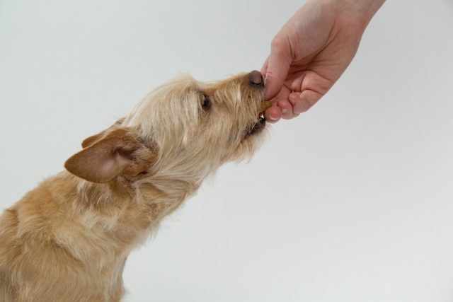 Dog eating Biscuit treat