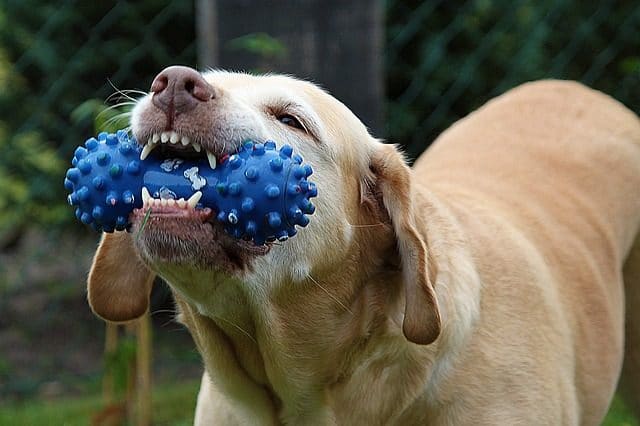 Dog chewing on a chew toy