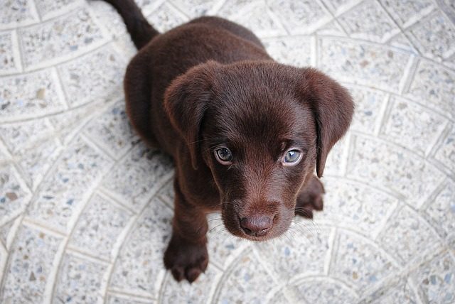 Cute Chocolate Lab Puppy