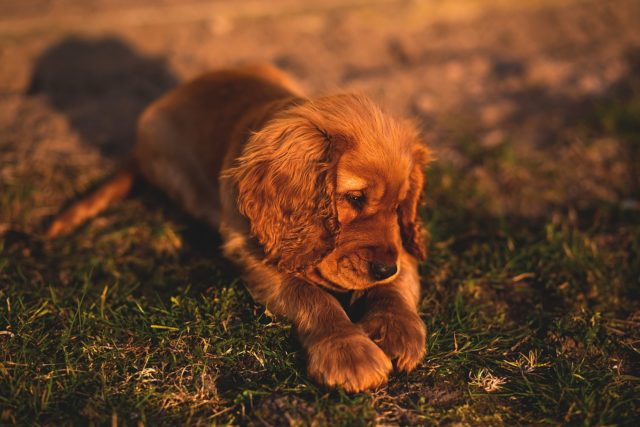Puppy in yard at sunset