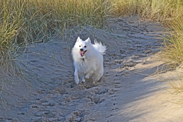 Running Japanese Spitz Dog