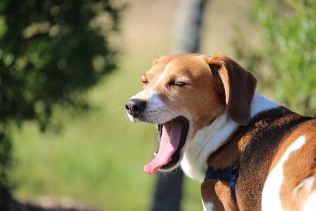 Beagle Yawning