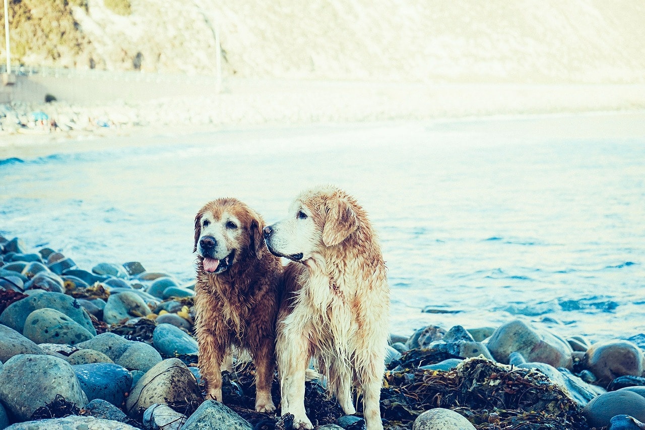dogs, beach, coast