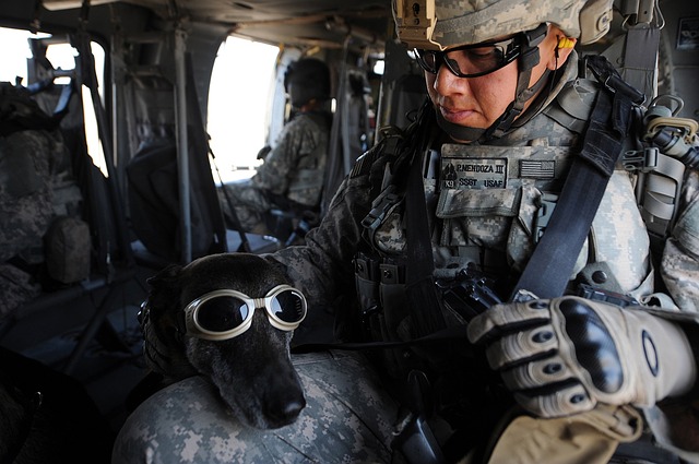 dog, goggles, military