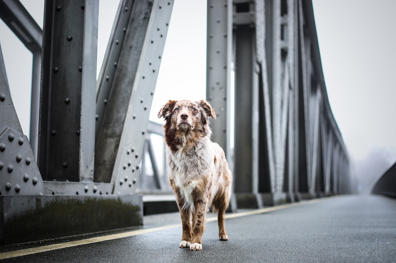 Most dogs. Собака на мосту. Собака под мостом. Животные на мосту. Мостик для собак.